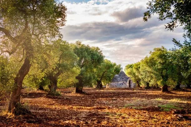 Discover Apulia (Puglia)